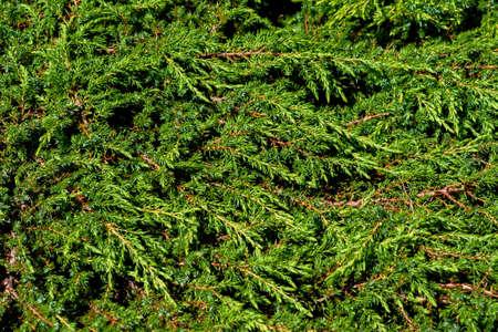 Beautiful evergreen tree thuja. Christmas background. Close-upの写真素材