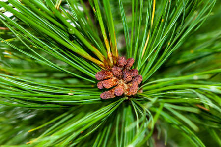 Evergreen fluffy cedar tree branch with female buds covered with pollen. Selective focus, close-up.
