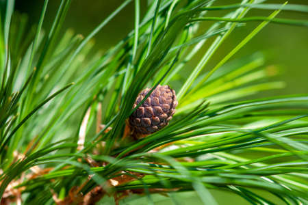 A young growing cedar cone on a fluffy green branch covered with needles. Close-up, selective focus