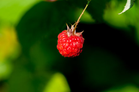 Close-up of ripe red raspberries on a background of green blurred leaves on a summer sunny day. Selective focus.の写真素材