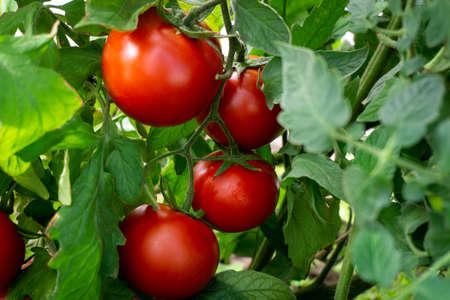 Fresh red tomatoes on a branch. Close-up on a sunny day. Selective focusの写真素材