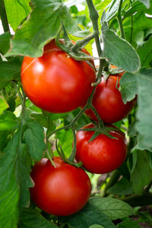 Fresh red tomatoes on a branch. Close-up on a sunny day. Selective focusの写真素材