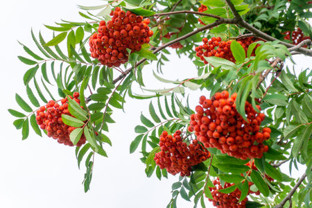 Viburnum branch with a bouquet of ripe red berries. Close-up