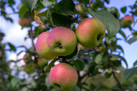 Red ripe apples on a branch against the background of a blue sky. Close-up on a sunny day. Siberiaの写真素材