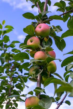 Red ripe apples on a branch against the background of a blue sky. Close-up on a sunny day. Siberiaの写真素材