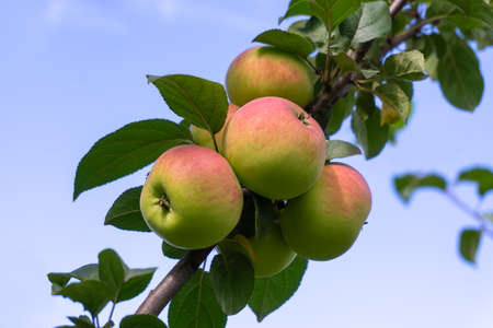 Red ripe apples on a branch against the background of a blue sky. Close-up on a sunny day. Siberiaの写真素材