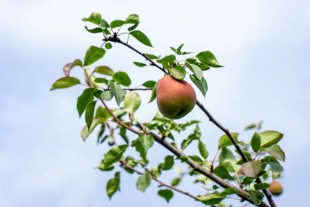 Ripe pears on a branch against the sky. close-up. selective focus. Siberiaの写真素材