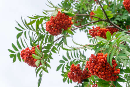 Rowan branch with bunches of red ripe berries against the sky. selective focusの写真素材