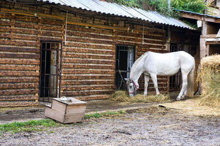 Domestic horse eats hay at the farm. Close up on a summer dayの写真素材