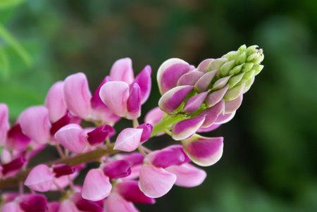 Pink Lupine flower close-up with a spider in the inflorescence. selective focusの写真素材