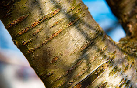 colorful tree trunk on a sunny day