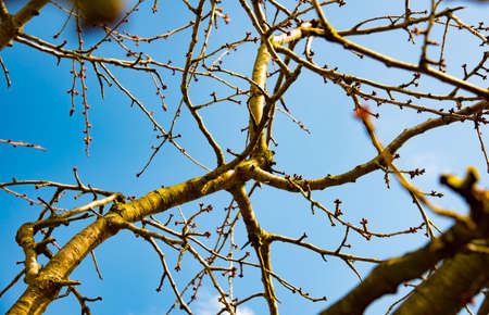 tree branches on blue background on a sunny dayの写真素材