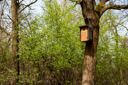 birdhouse on the tree in early spring