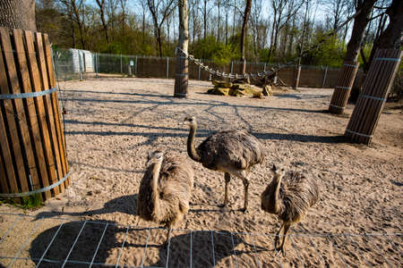 Portrait of an Emu in Germany in early spring
