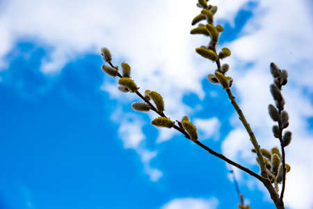 Amazing sallow branches. Selective focus at the central buds.の写真素材
