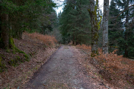 spring road going to mountains passes through the shaded forest at sunset