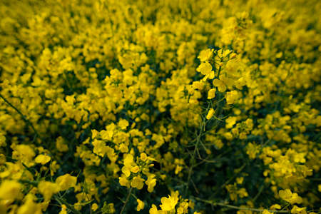 Blooming canola field in May in Germanyの写真素材