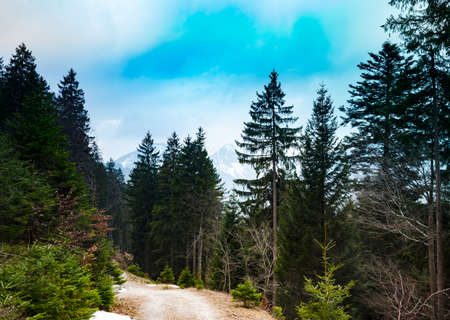 Road in the mountain forest in southern bavariaの写真素材