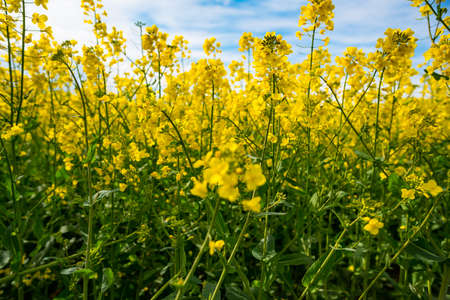 Canola on field in Germany in early springの写真素材