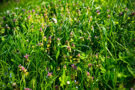 green grass on a sunny day in Germany