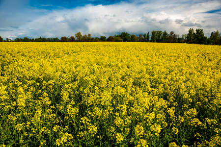 field of rapeseed with beautiful clouds in Germany