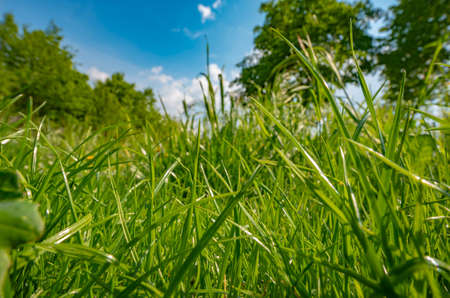 greeen park grass on a sunny day in Germanyの写真素材