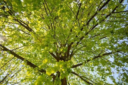 green tree with leaves in southern Germany in Springの写真素材