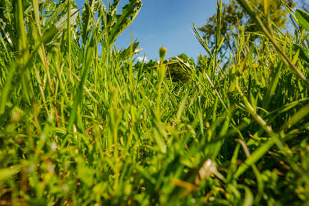 green grass and blue sky in spring in Germany
