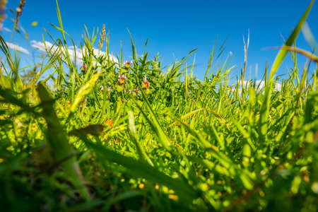 green grass field and bright blue sky in Germanyの写真素材