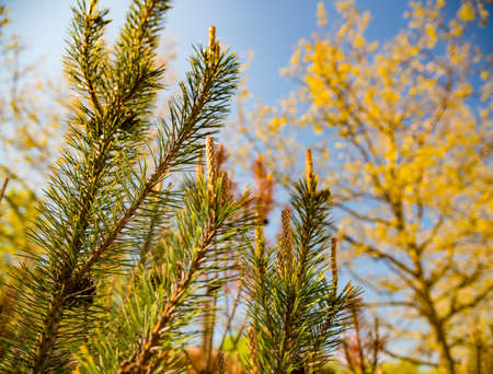 Fir-tree, blue sky and clouds behind in Germany