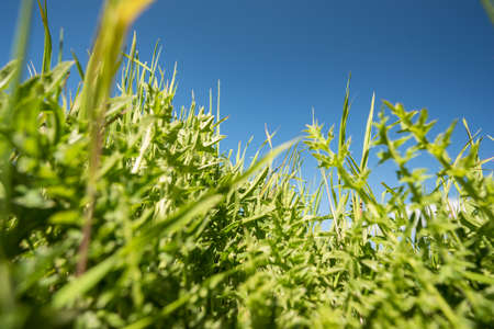 green field and blue sky in Germanyの写真素材