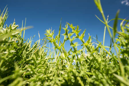 green field and blue sky in Germany