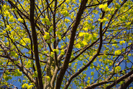 Spring tree with fresh green leaves and blue sky in Germany