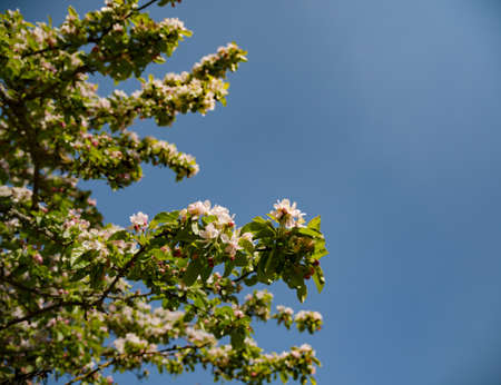 Sun shines branches of blossoming apple tree in Germany