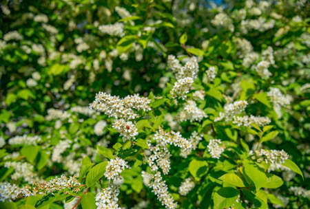 Cherry blossoms over blurred nature background, Spring flowers, Spring Background with bokehの写真素材