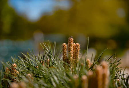 Fir-needle tree branches composition as a background texture