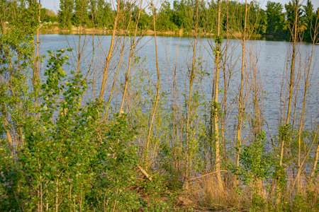 Green trees by the lake on a sunny day in Germany