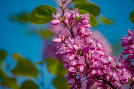 Beautiful pink cherry blossom flower at full bloom in Germany