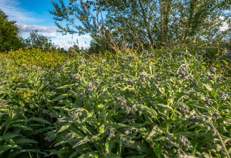 grass on meadow and cloudy sky in Germanyの写真素材