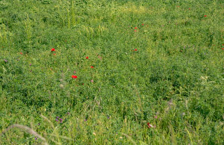 flower meadow in early summer in Germanyの写真素材