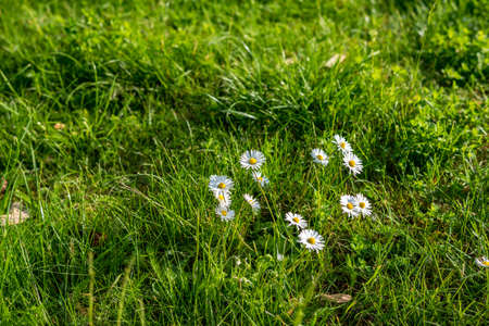 Meadow with White Flowers in summer in Germanyの写真素材