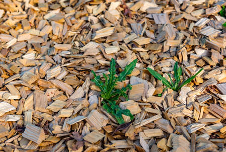 Closeup of wood chip path covering in Germanyの写真素材