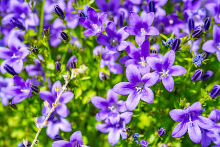 Campanula purple flowers and blue sky in Germanyの写真素材