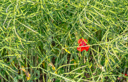 red poppy and canola. Green background in Germany
