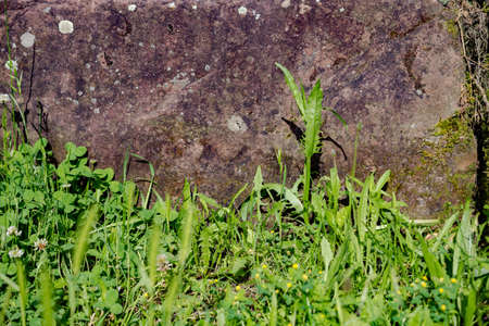Fresh spring green grass with rock in Germany
