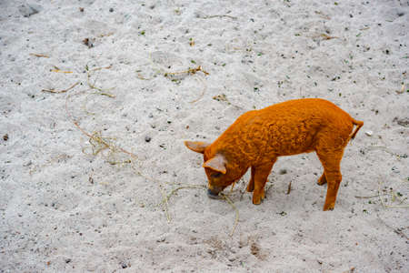 pig with piglets on the farm in Germanyの写真素材