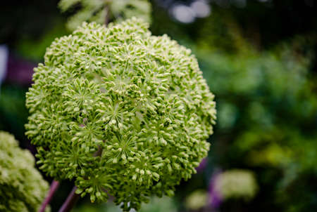 magic flowers in the evening light at the meadow in Germanyの写真素材