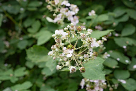 Unusual fantastic small garden - flowers, plants and fruits background macroの写真素材