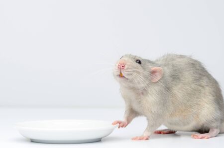 A silver rat sits next to a white saucer and waits for food. Rat close up.の写真素材