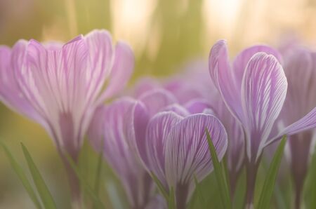 Spring and tenderness for card design. Crocuses in garden.